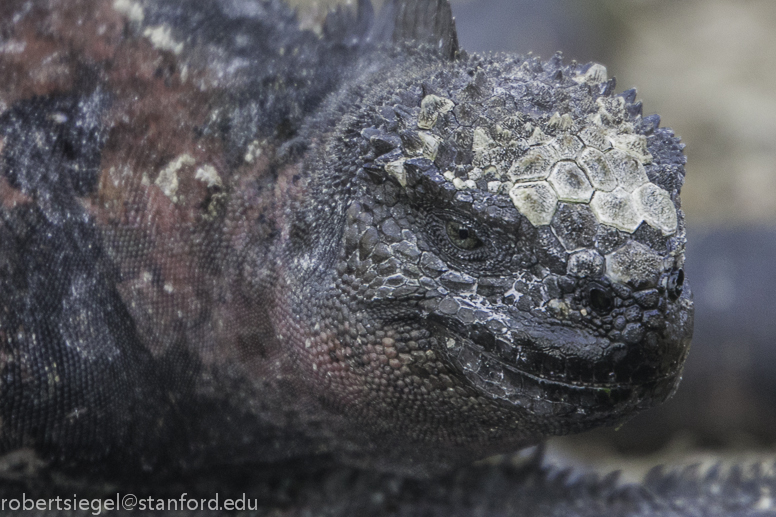 marine iguana